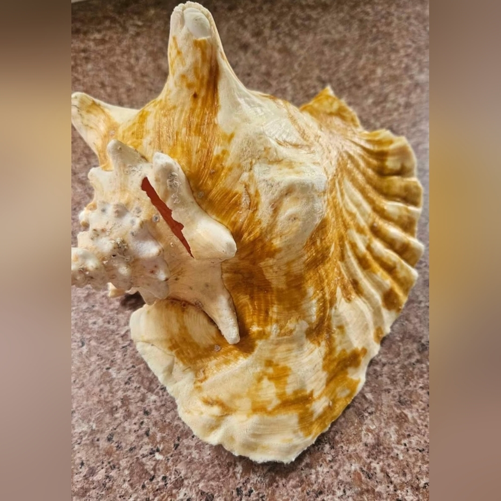 Natural Shell, Vintage
